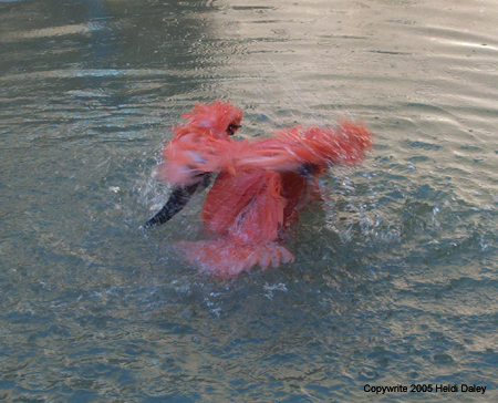 FlamingoWashing