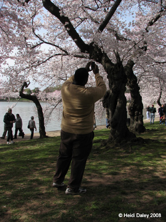 DC Cherry Blossoms 2008 -056