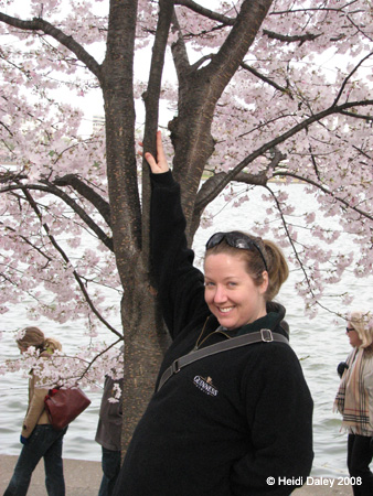 DC Cherry Blossoms 2008 -122