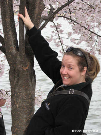 DC Cherry Blossoms 2008 -123