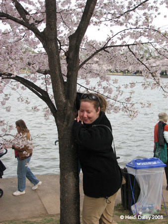 DC Cherry Blossoms 2008 -124