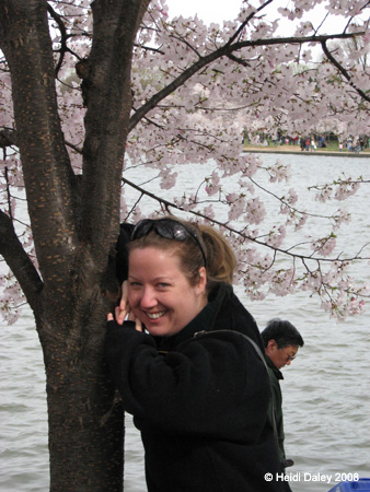 DC Cherry Blossoms 2008 -126