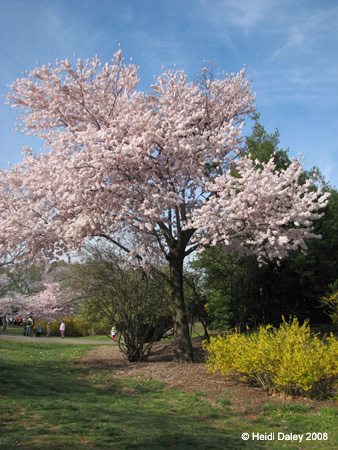 DC Cherry Blossoms 2008 -001