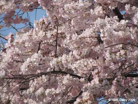 DC Cherry Blossoms 2008 -002