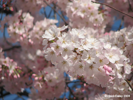 DC Cherry Blossoms 2008 -006