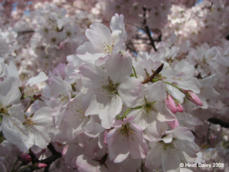 DC Cherry Blossoms 2008 -007
