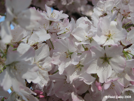 DC Cherry Blossoms 2008 -009