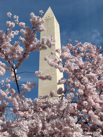 DC Cherry Blossoms 2008 -019