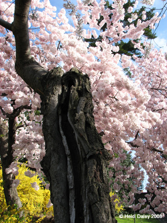 DC Cherry Blossoms 2008 -020