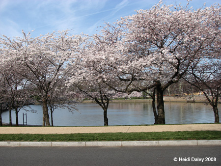 DC Cherry Blossoms 2008 -030