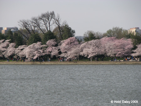 DC Cherry Blossoms 2008 -033