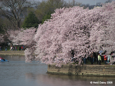 DC Cherry Blossoms 2008 -040