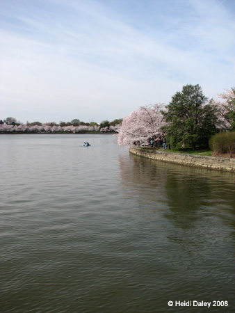 DC Cherry Blossoms 2008 -042