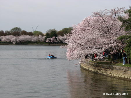 DC Cherry Blossoms 2008 -043