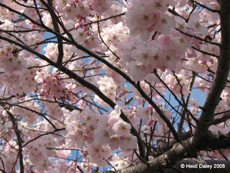 DC Cherry Blossoms 2008 -044