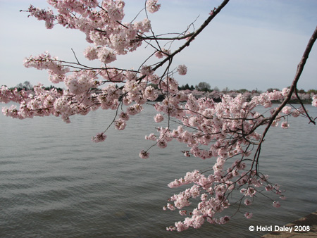 DC Cherry Blossoms 2008 -049