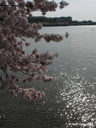 DC Cherry Blossoms 2008 -052