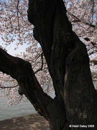 DC Cherry Blossoms 2008 -054