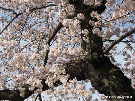 DC Cherry Blossoms 2008 -055