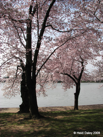 DC Cherry Blossoms 2008 -058