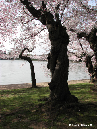 DC Cherry Blossoms 2008 -059