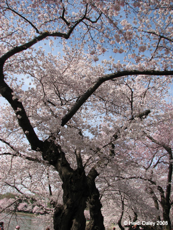 DC Cherry Blossoms 2008 -060