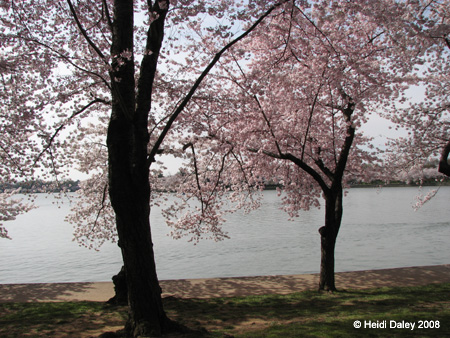 DC Cherry Blossoms 2008 -061