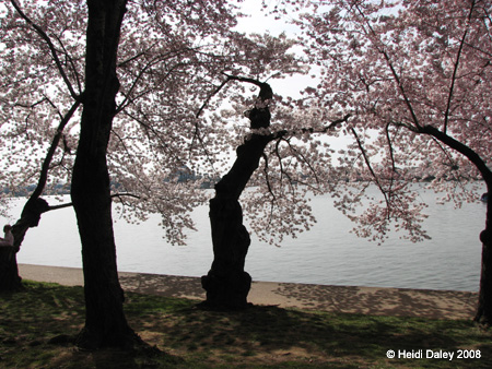 DC Cherry Blossoms 2008 -063