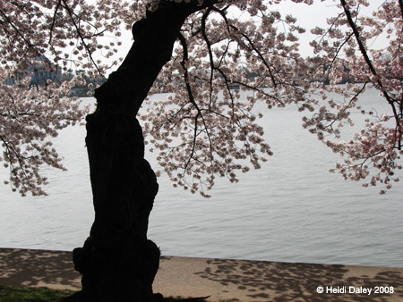 DC Cherry Blossoms 2008 -064