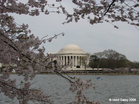 DC Cherry Blossoms 2008 -120