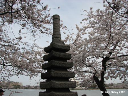 DC Cherry Blossoms 2008 -138