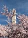 DC Cherry Blossoms 2008 -018