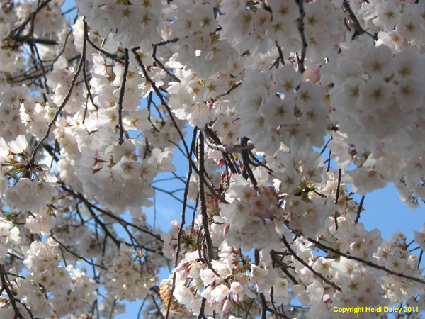 DC - Cherry Blossoms - 4-3-11 010
