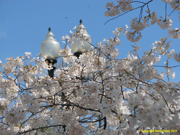 DC - Cherry Blossoms - 4-3-11 021
