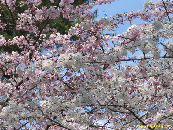 DC - Cherry Blossoms - 4-3-11 023