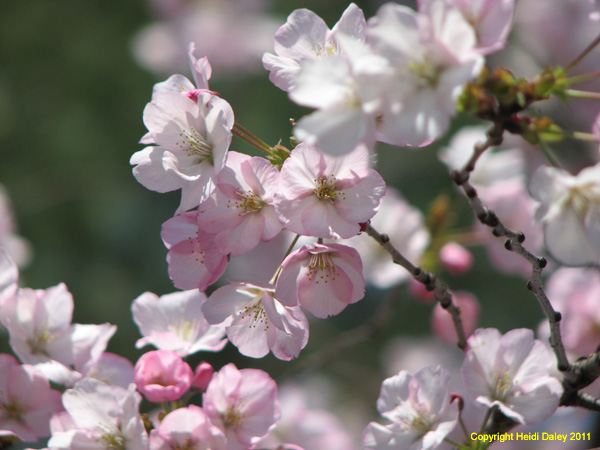 DC - Cherry Blossoms - 4-3-11 028