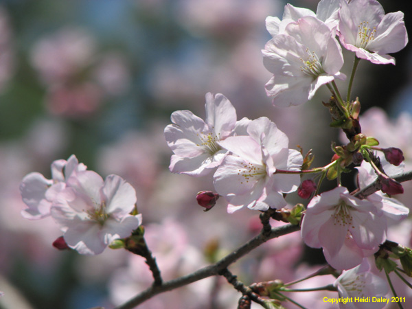 DC - Cherry Blossoms - 4-3-11 030
