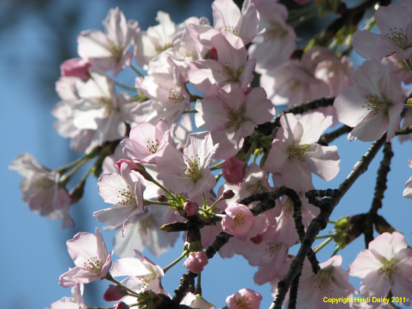 DC - Cherry Blossoms - 4-3-11 032