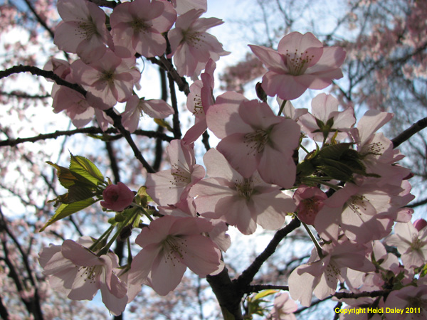 DC - Cherry Blossoms - 4-3-11 035