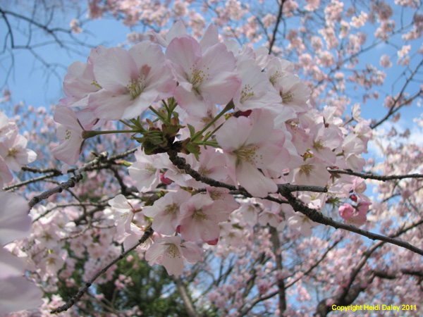 DC - Cherry Blossoms - 4-3-11 037