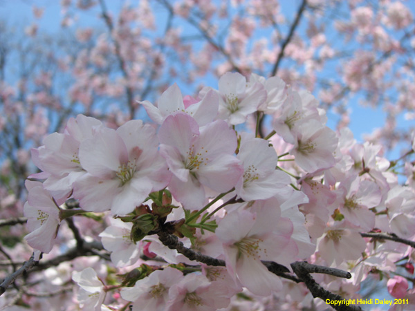 DC - Cherry Blossoms - 4-3-11 038