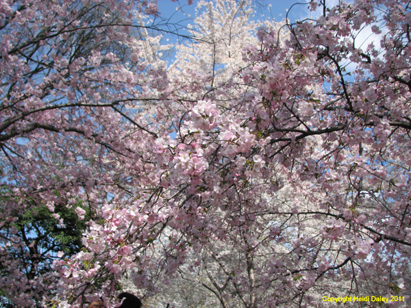 DC - Cherry Blossoms - 4-3-11 041