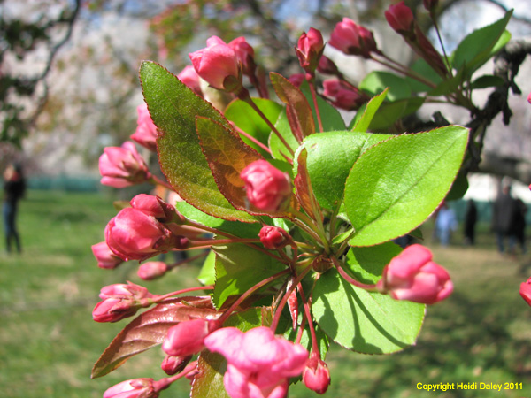 DC - Cherry Blossoms - 4-3-11 042