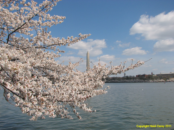 DC - Cherry Blossoms - 4-3-11 045