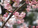 DC - Cherry Blossoms - 4-3-11 025