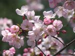 DC - Cherry Blossoms - 4-3-11 031