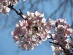 DC - Cherry Blossoms - 4-3-11 033