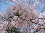 DC - Cherry Blossoms - 4-3-11 037