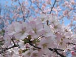 DC - Cherry Blossoms - 4-3-11 038