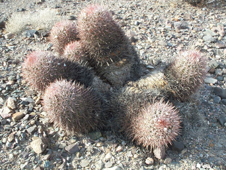 Flora - Cactus
